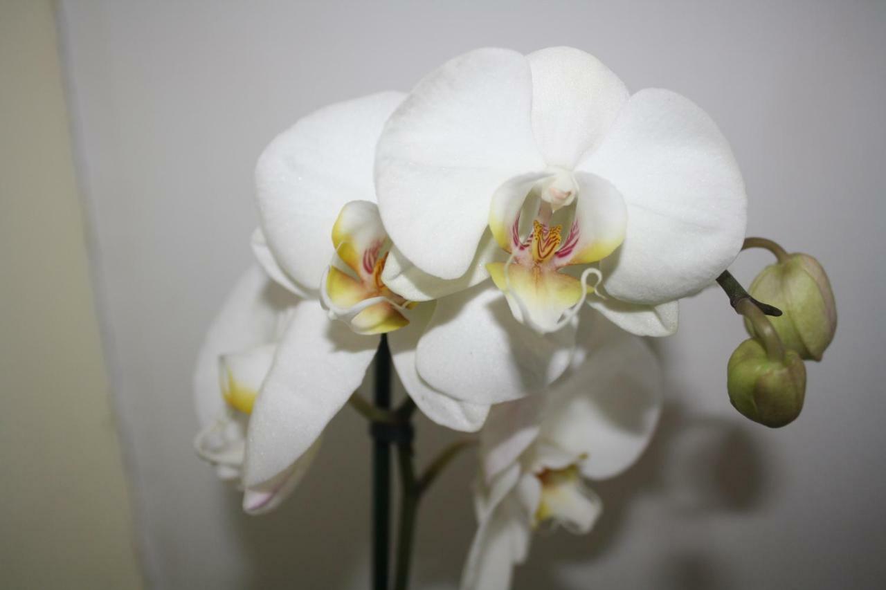 Orchid Cottage Gorges  Εξωτερικό φωτογραφία